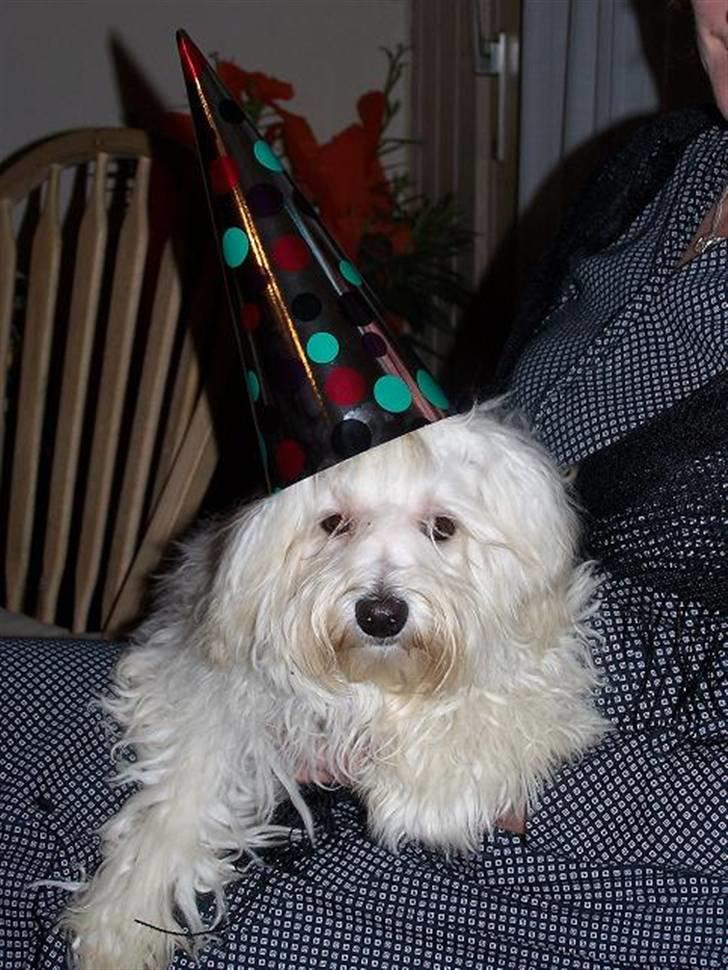 Bichon havanais Jabir's Danés Jalapeno - Godt nytår billede 13