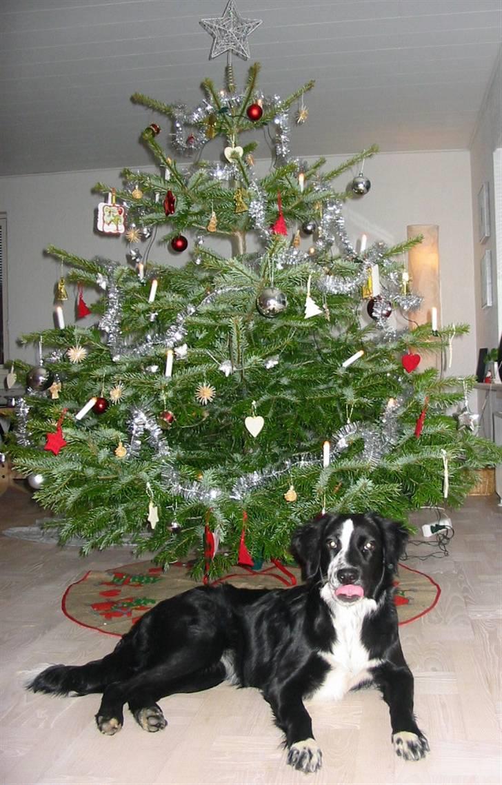 Blanding af racer Bailey - Jul 2007 billede 10