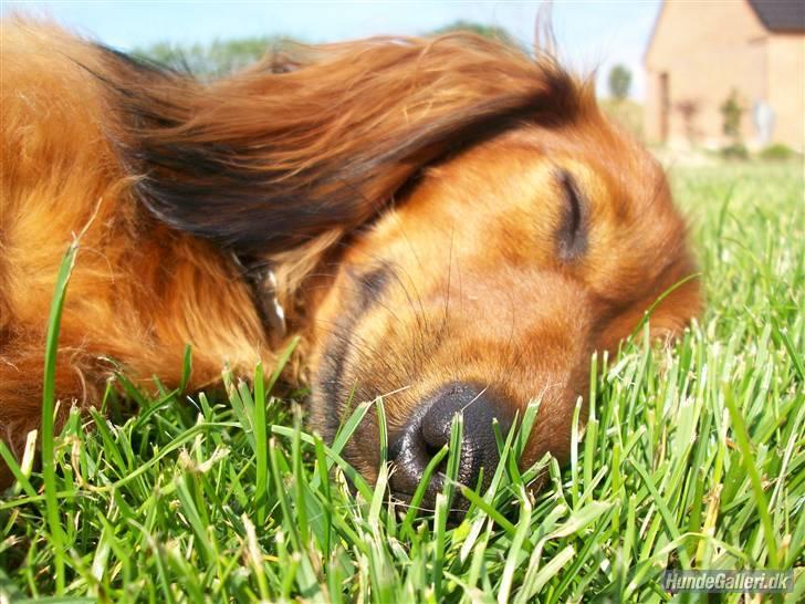 Dværggravhund Batman R.I.P  - Batman <3 Fotograf : Miq <33 billede 1