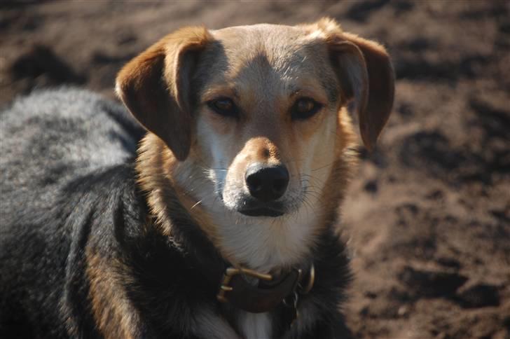 Blanding af racer Buffy  - Hej og velkommen. Jeg hedder Buffy billede 1
