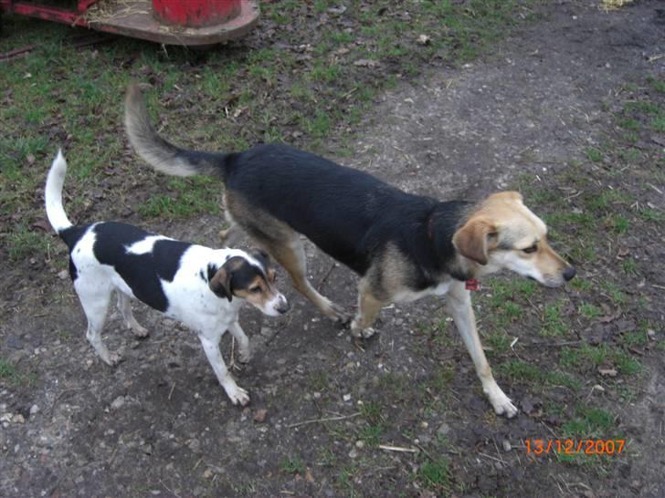 Blanding af racer Buffy  - Min storebror, Buster og jeg. billede 4