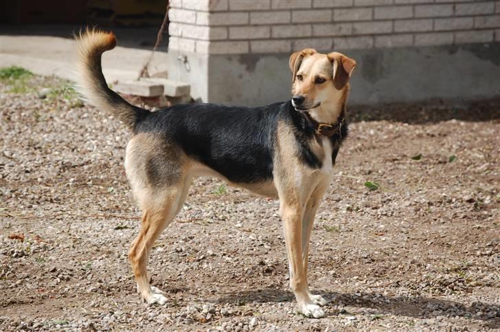 Blanding af racer Buffy  - Her jagter jeg fuglenes skygger ude på gårdspladsen :) billede 5