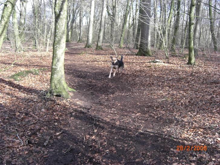 Blanding af racer Buffy  - Turbo hund :D billede 7