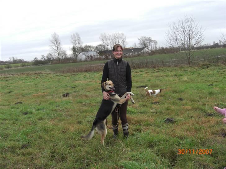 Blanding af racer Buffy  - Med mor hos hestene billede 8