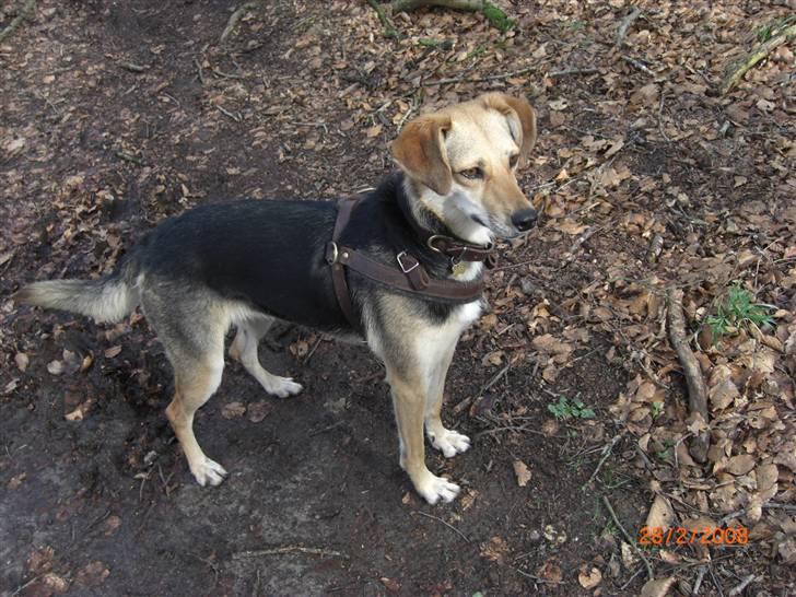 Blanding af racer Buffy  - En tur i skoven med mor. Se mine fine sele, den er håndsyet siger mor :) billede 9