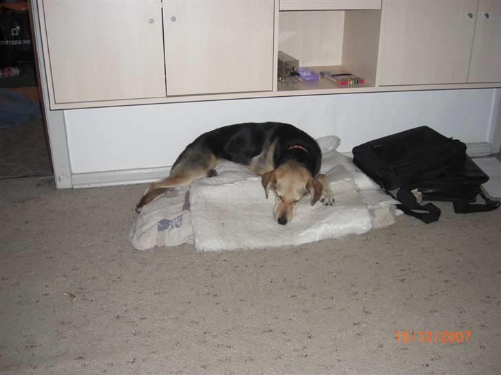 Blanding af racer Buffy  - Lidt træt bliver man vel altid billede 10