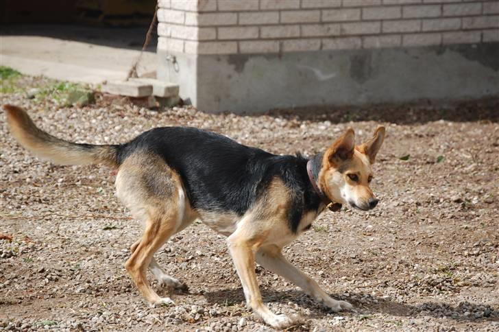 Blanding af racer Buffy  - Her leger jeg ude i gårdspladsen igen :) billede 11
