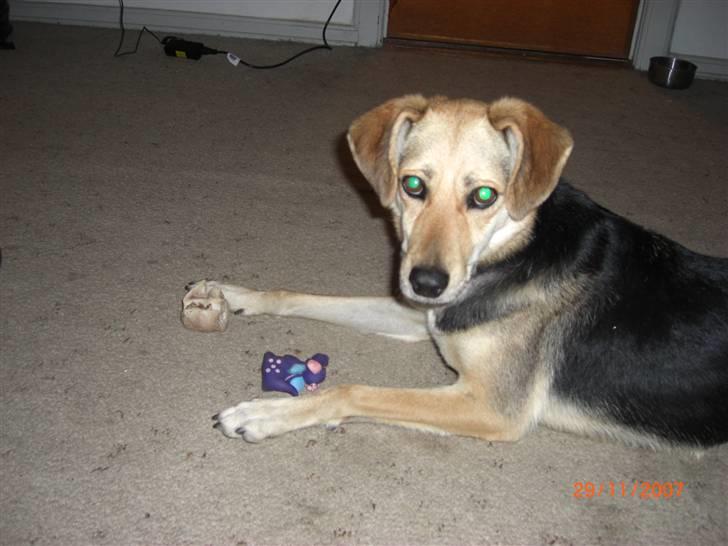 Blanding af racer Buffy  - Mor! Den sagde piv! billede 12