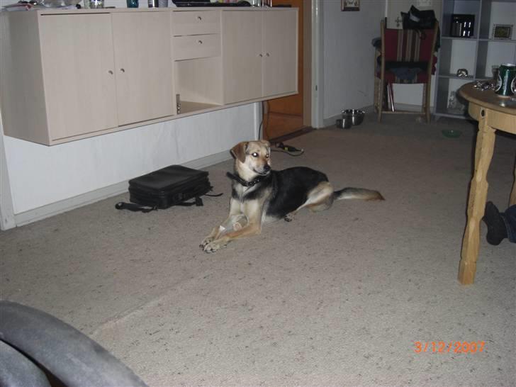 Blanding af racer Buffy  - Jeg er ikke afhængig af kødben, kan bare godt lide dem ;) billede 13