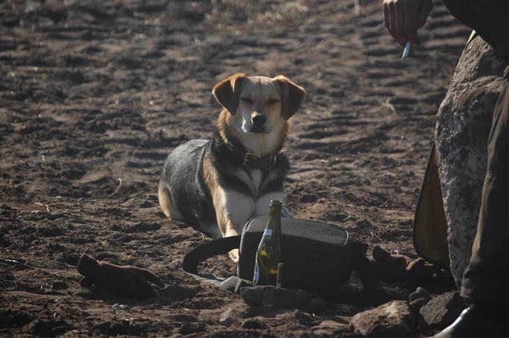 Blanding af racer Buffy  - Tager lige en slapper og holder øje med at mor underviser rigtigt ude på ridebanen ;) billede 14