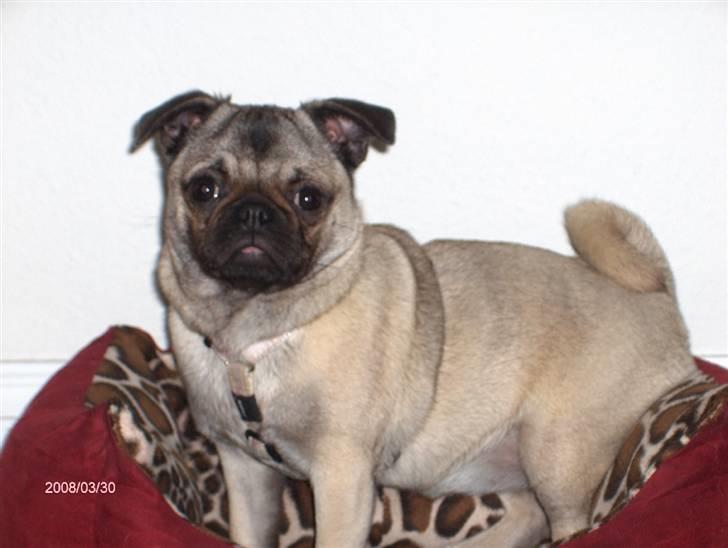 Mops Freya billede 1