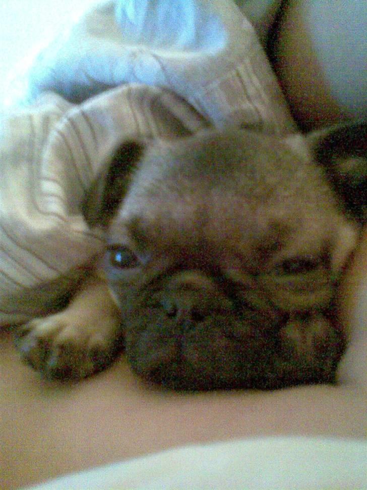 Mops Freya billede 2