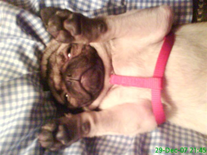 Mops Freya - Hvor har det bar været en hård dag...  billede 3