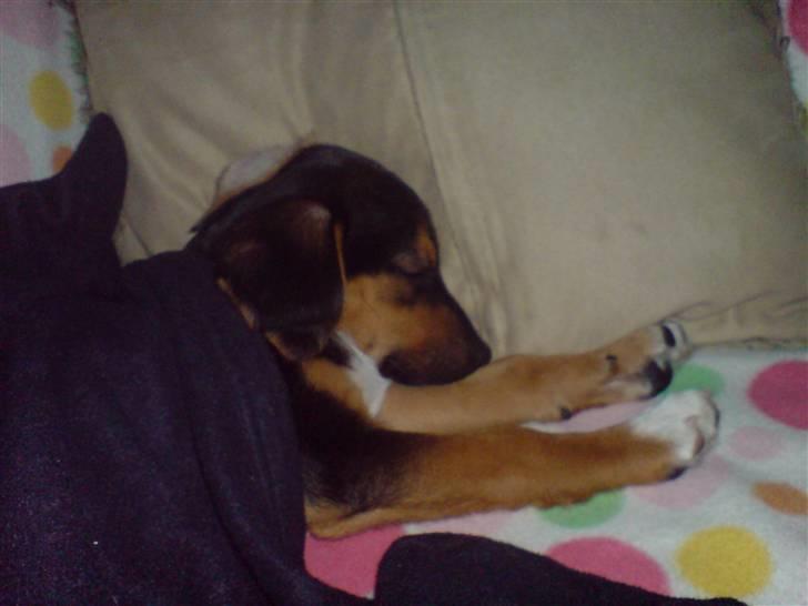 Dansk svensk gaardhund King - Jeg eeelsker at sove :) billede 4