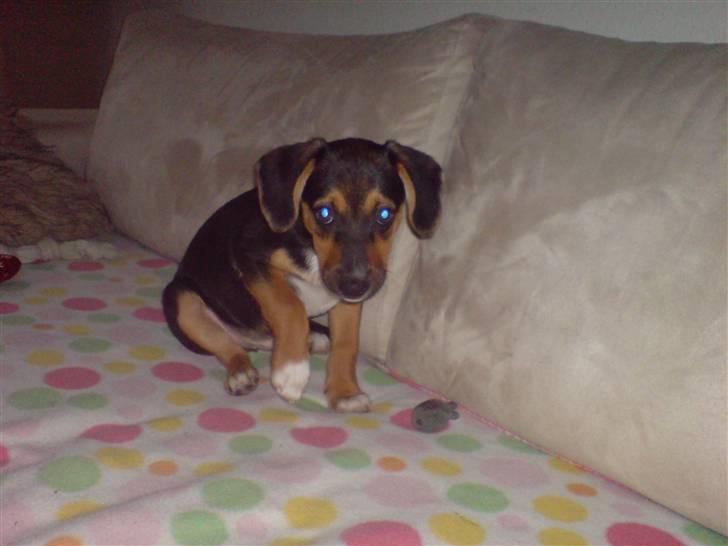 Dansk svensk gaardhund King billede 5