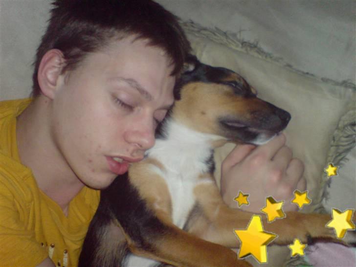 Dansk svensk gaardhund King - Far og mig der snupper os en lille lur ... billede 6