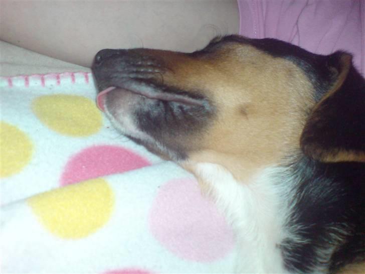 Dansk svensk gaardhund King - Hvem siger man ikke kan sove med tungen ude ? :) billede 7