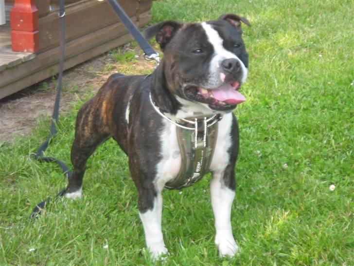 Staffordshire bull terrier Roxystaff Tyson - Tyson 3 år billede 16