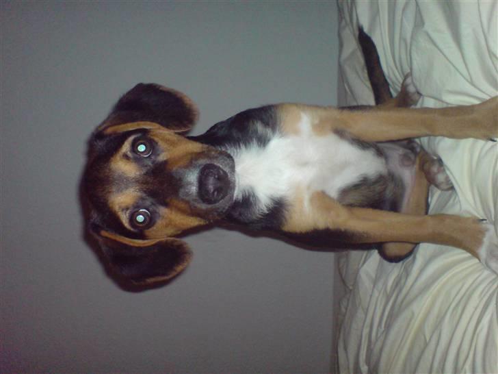 Dansk svensk gaardhund King billede 8