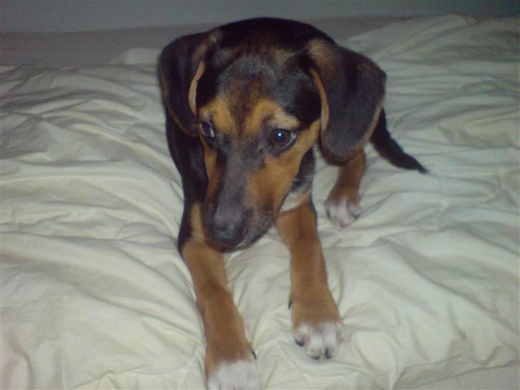 Dansk svensk gaardhund King billede 9