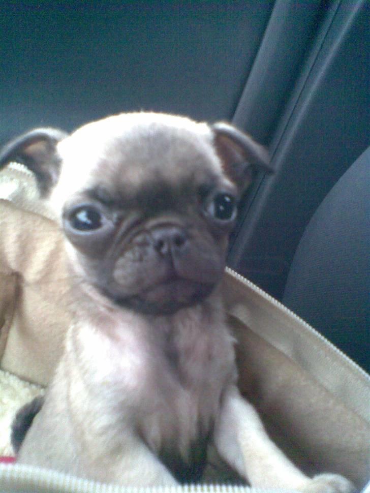 Mops Freya - Tuteluuuu... billede 4