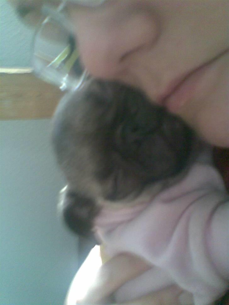 Mops Freya - Du har sååå dejlige bløde kinder, mor! billede 5