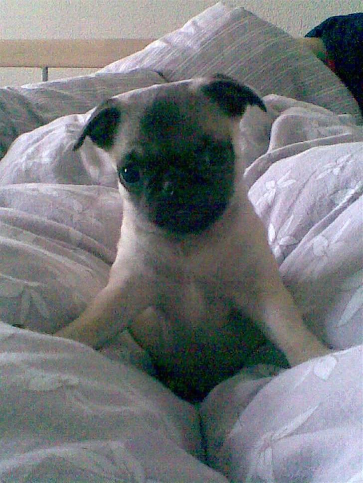 Mops Freya - Hej... billede 6