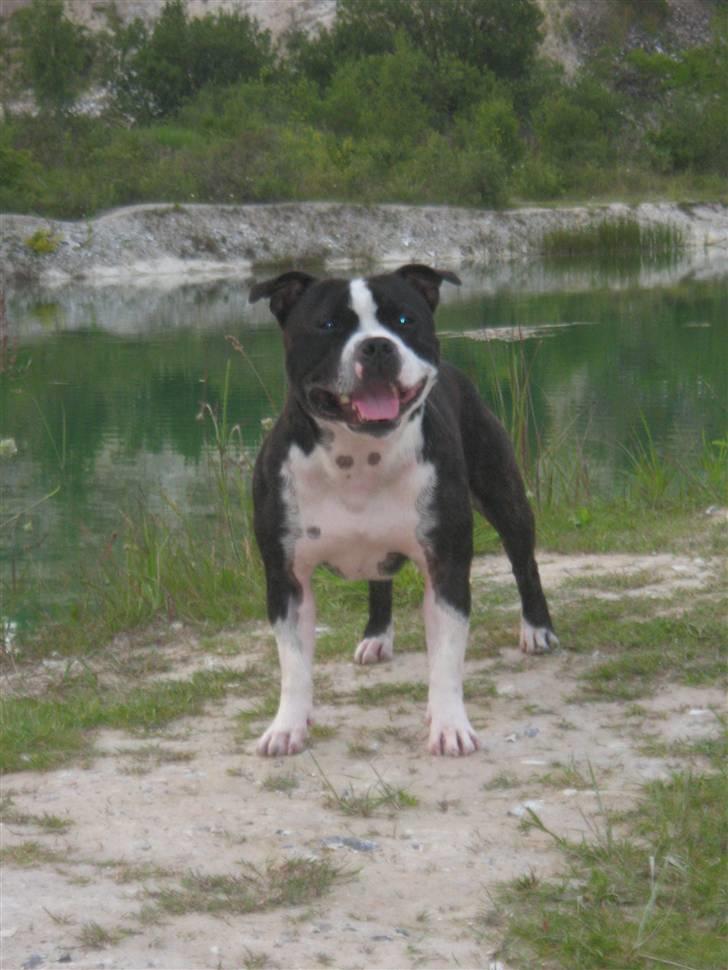 Staffordshire bull terrier Roxystaff Tyson - Tyson 3 år1 billede 17