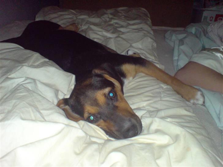 Dansk svensk gaardhund King - Se hvor laang jeg kan blive billede 10