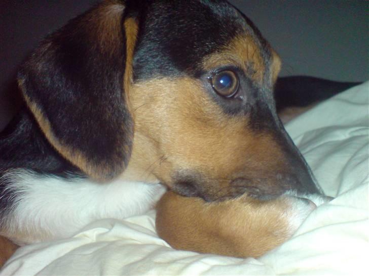 Dansk svensk gaardhund King - Hmmm ... Jeg tænker på ? billede 11