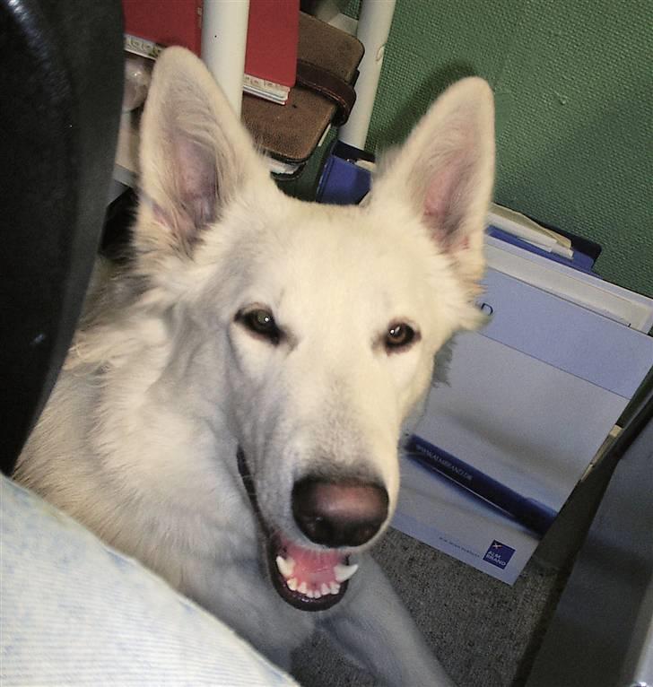 Hvid schæfer Ebony the White Diamond - Er du snart færdig med den mus så du kan nusse mig? billede 9