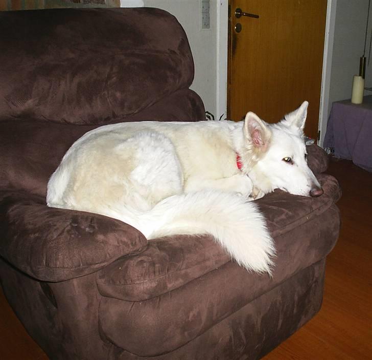 Hvid schæfer Ebony the White Diamond - HA jeg kom først til den bløde plads. billede 10