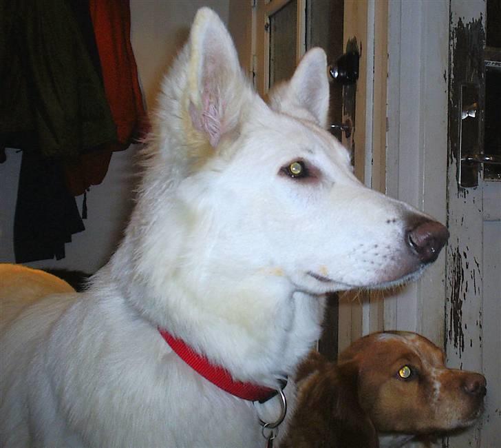 Hvid schæfer Ebony the White Diamond - Skal vi ud og gå? billede 11