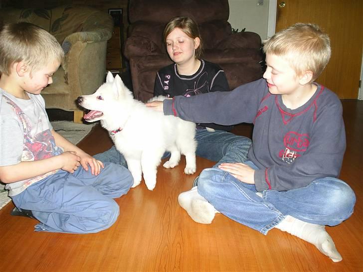 Hvid schæfer Ebony the White Diamond - Omringet og værdsat godt at være en lille hund. billede 12