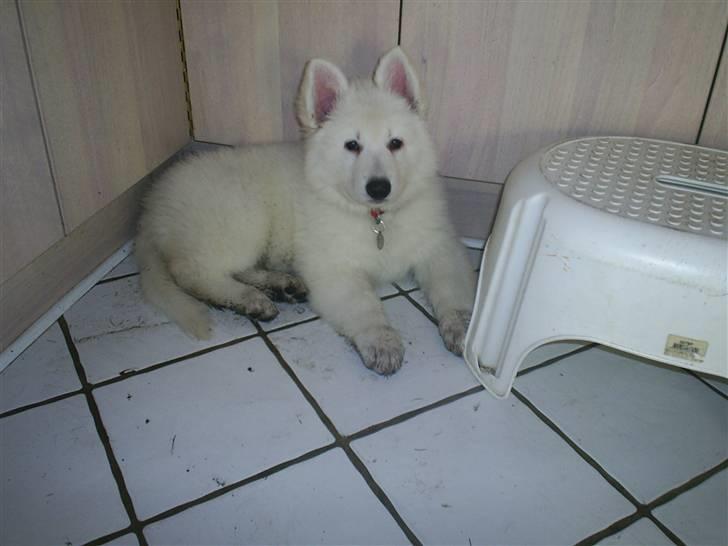 Hvid schæfer Ebony the White Diamond - Sorte poter og hvidt gulv! God kombination. billede 13