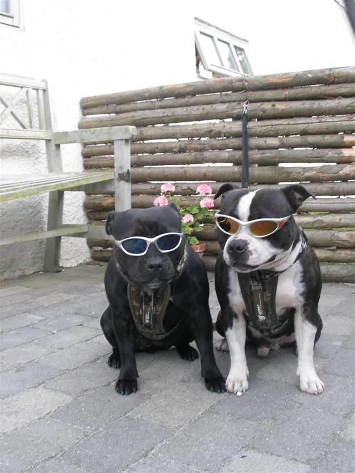 Staffordshire bull terrier Amagerstaff Sille - Sille 1 år og 4 mdr billede 13