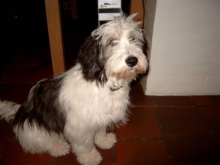 Polski owczarek nizinny Pjuske billede 14