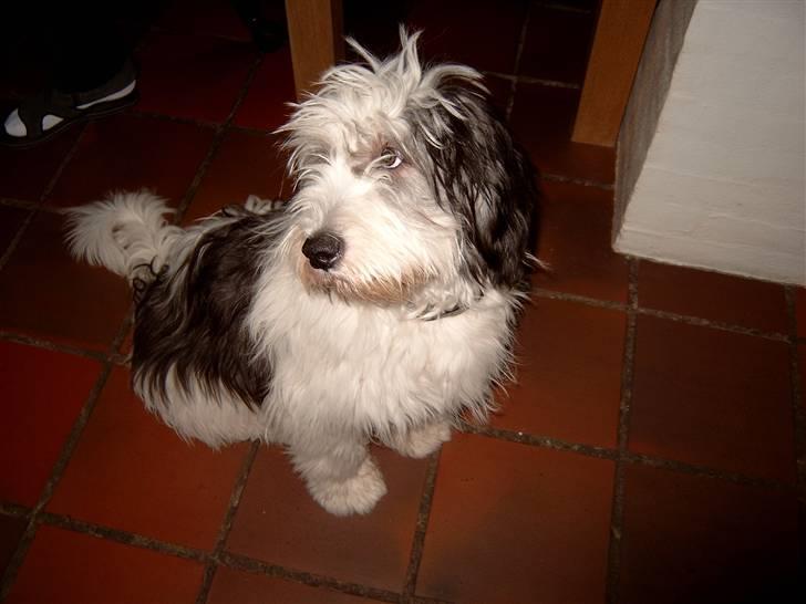 Polski owczarek nizinny Pjuske billede 15