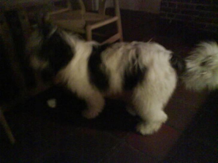 Polski owczarek nizinny Pjuske - Mobil billede billede 16