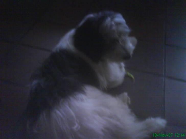 Polski owczarek nizinny Pjuske - ( mobil billede) billede 17