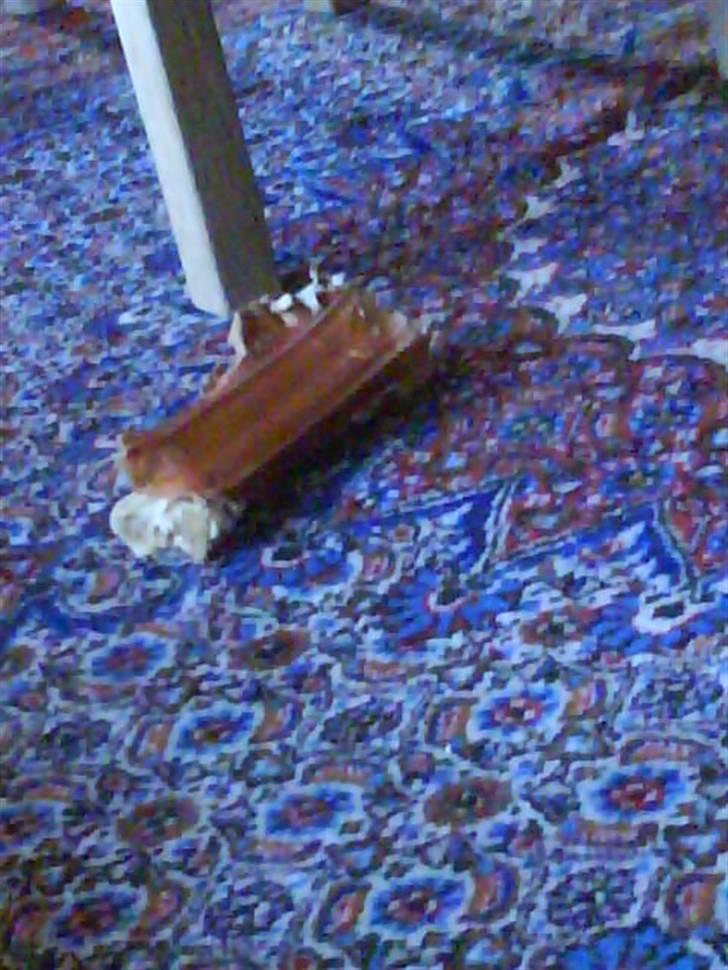 Polski owczarek nizinny Pjuske - MIT dyrebare kødben xD billede 18