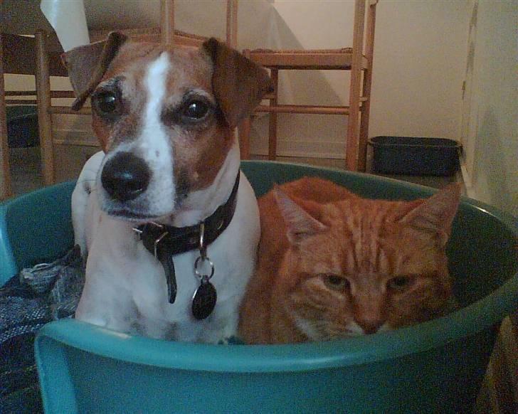 Blanding af racer Plet - Mig og min kattebror Garfield; billede 3