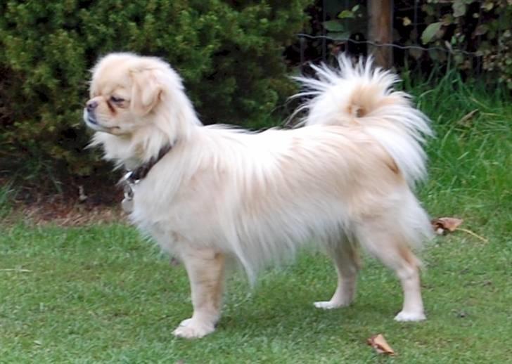 Tibetansk spaniel <3 Pempa <3 - hvad er det der  billede 1