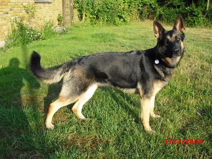 Schæferhund Skusterhusets Bine 2007 - 2017 - Juli 2009 billede 5
