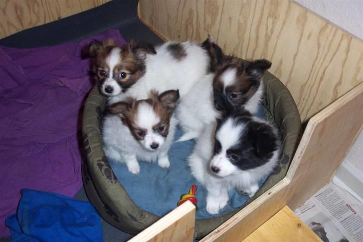 Papillon Bastian - Bastian og Indi´s 4 børn.. 7 uger gamle... 3 piger 1 dreng billede 19