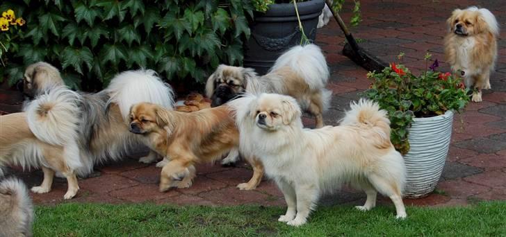 Tibetansk spaniel <3 Pempa <3 - jaaaaa nu skal jeg afsted hen til mine nye ejere   billede 2