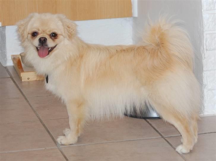 Tibetansk spaniel <3 Pempa <3 - hej :-) billede 3