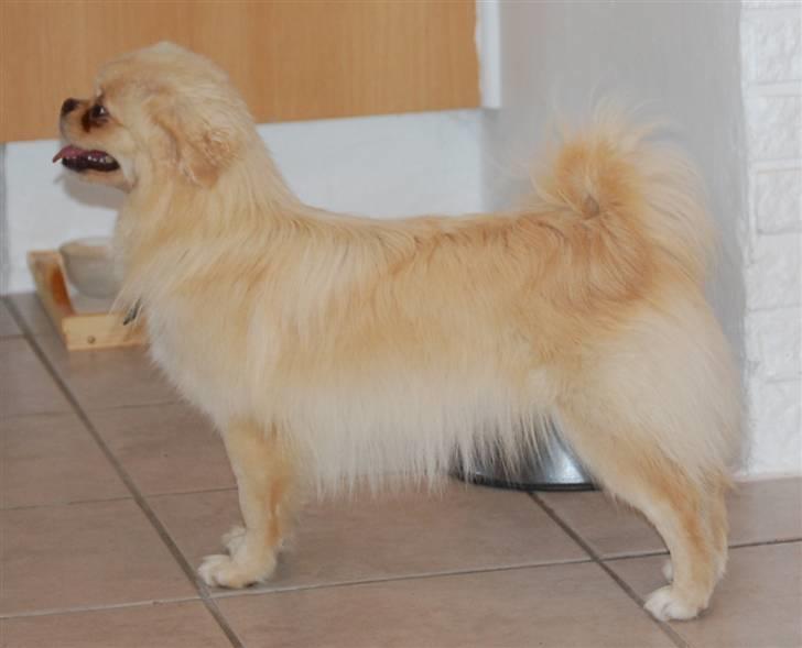 Tibetansk spaniel <3 Pempa <3 - gi mig gi mig gi mig ;-) billede 5