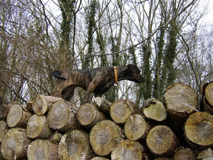 Blanding af racer Sasha - Meget savnet billede 2