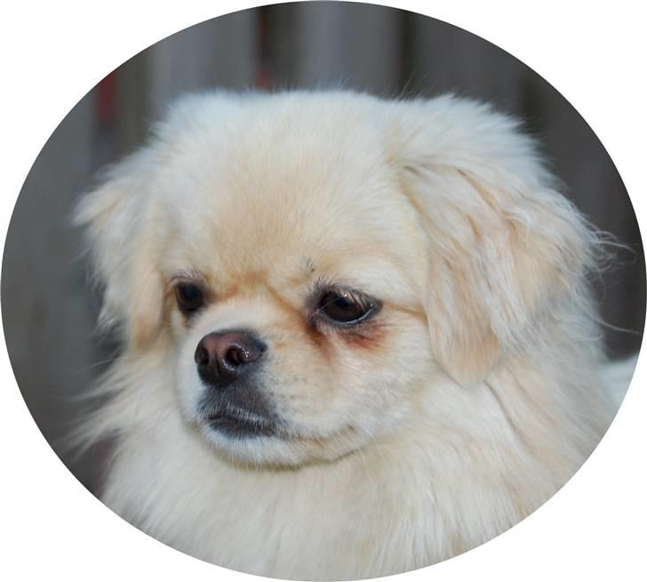 Tibetansk spaniel <3 Pempa <3 - et potret af mig pempa er det ikke bare dejligt  billede 6